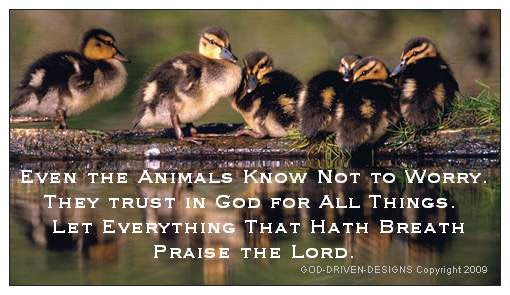Let Everything Give Thanks Animal Psalm 150:6 Magnet 25/Pack